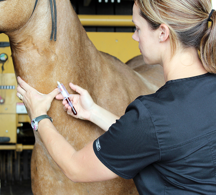 Woman taking blood from horse