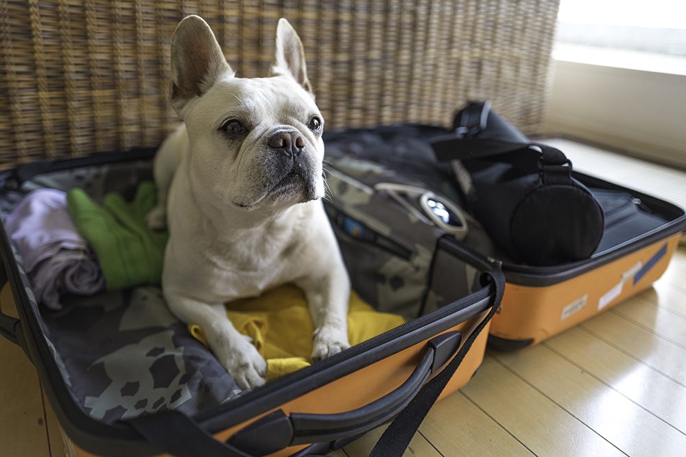 Dog sitting in suitcase